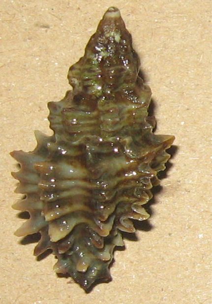 muricopsis